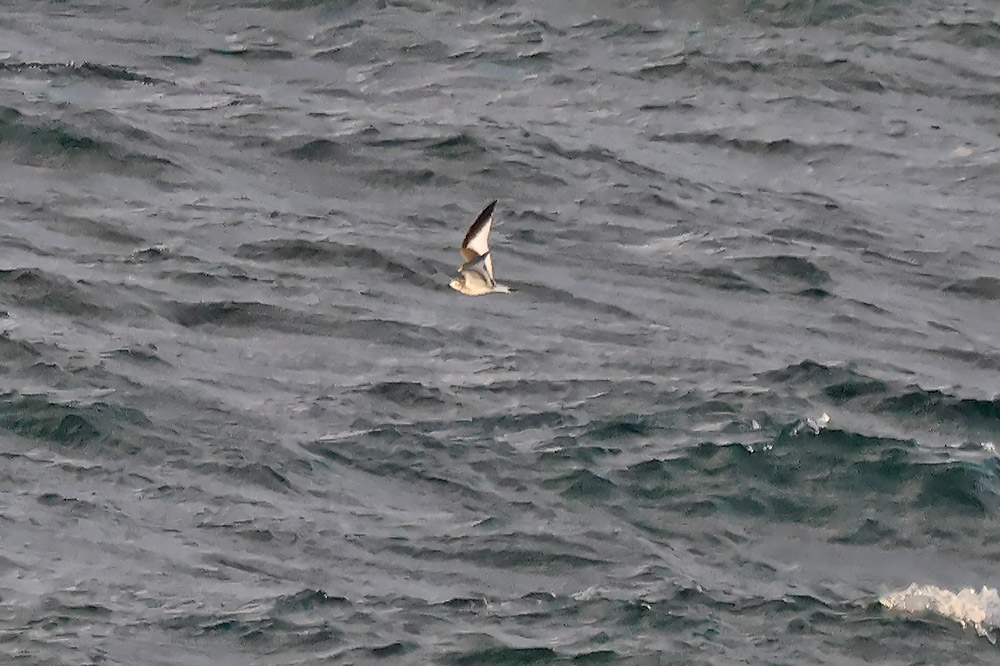 Sabine's gull